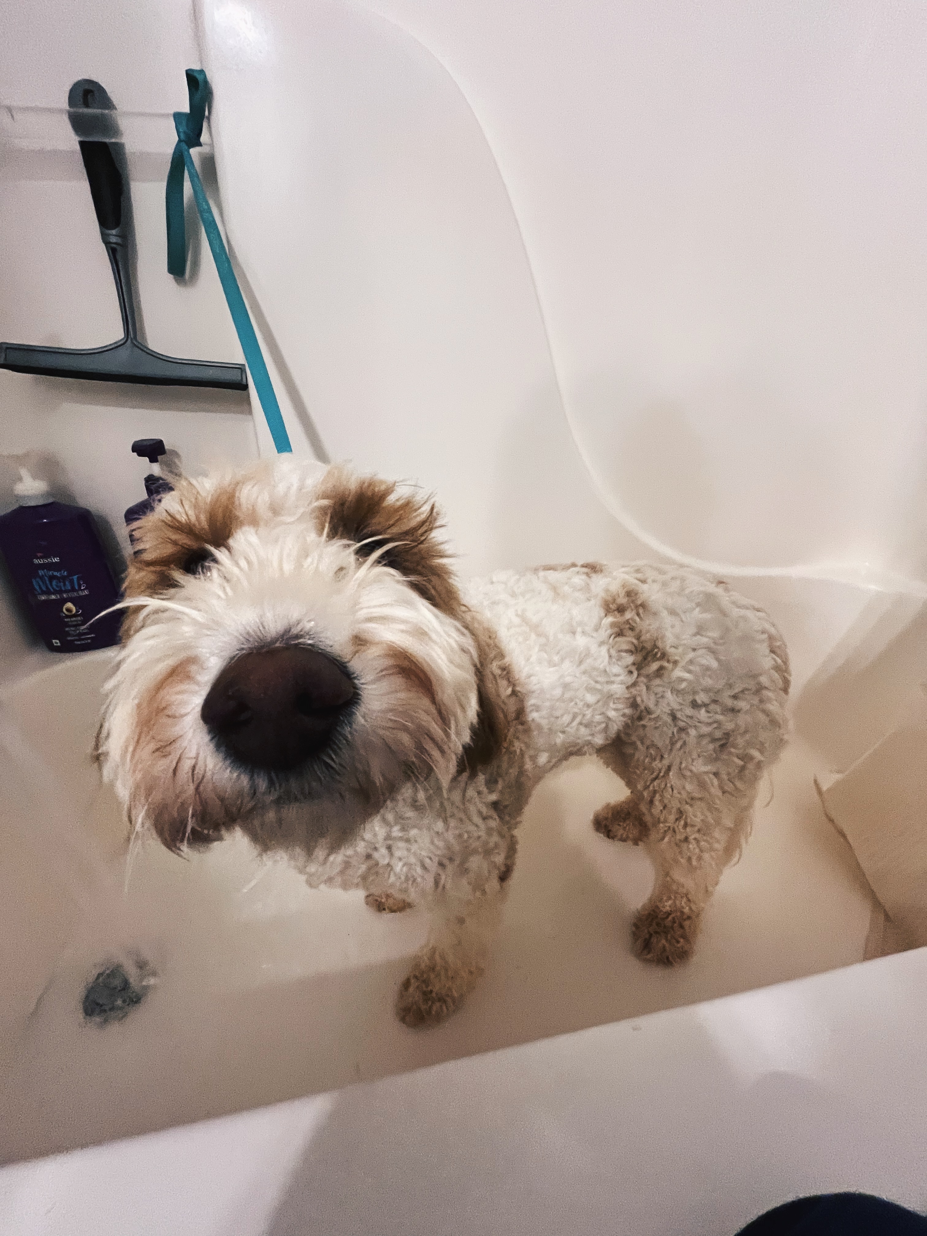 Grooming care at your doorstep