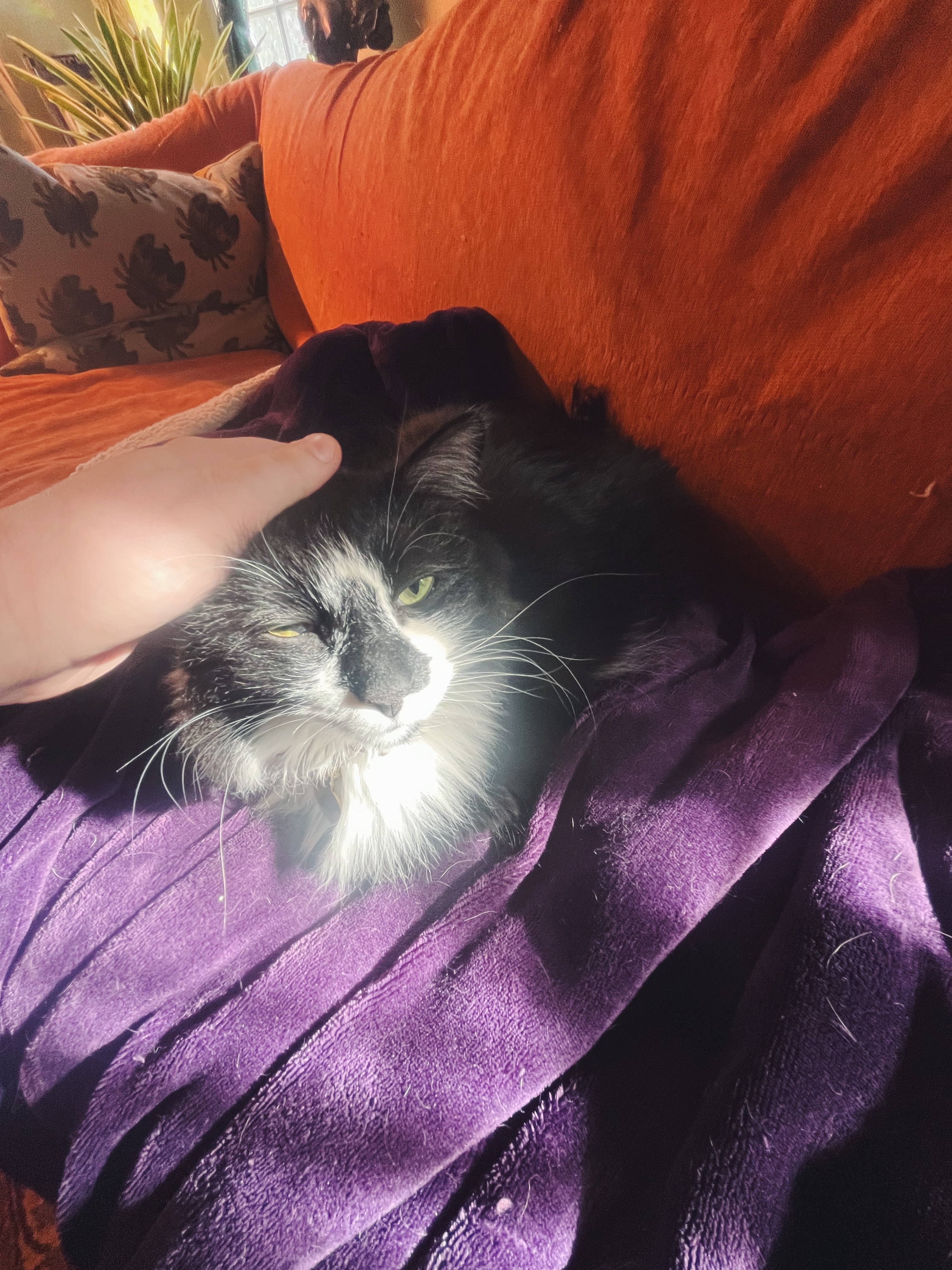 Dog enjoying attention from sitter