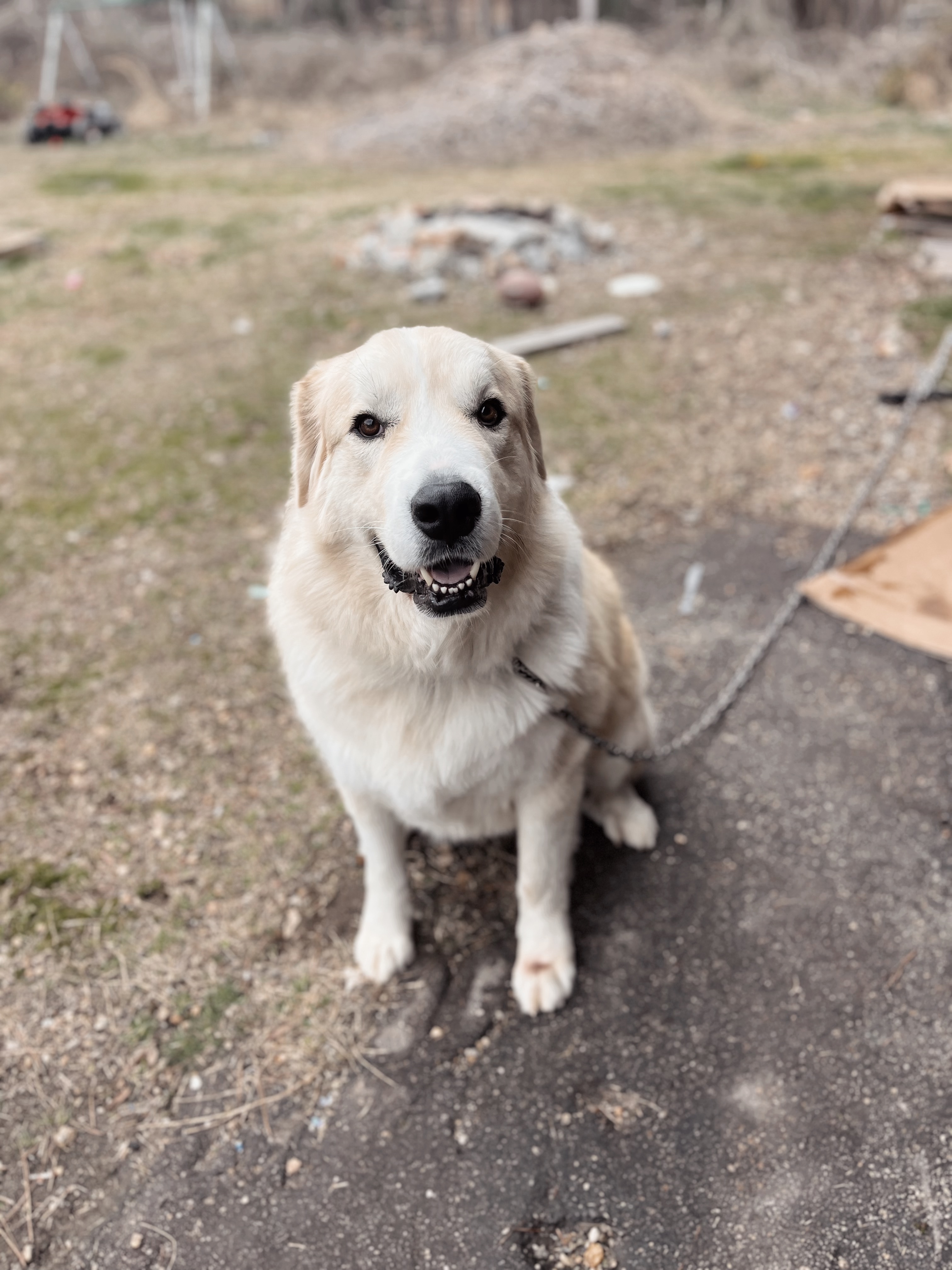 Loved pet in familiar surroundings